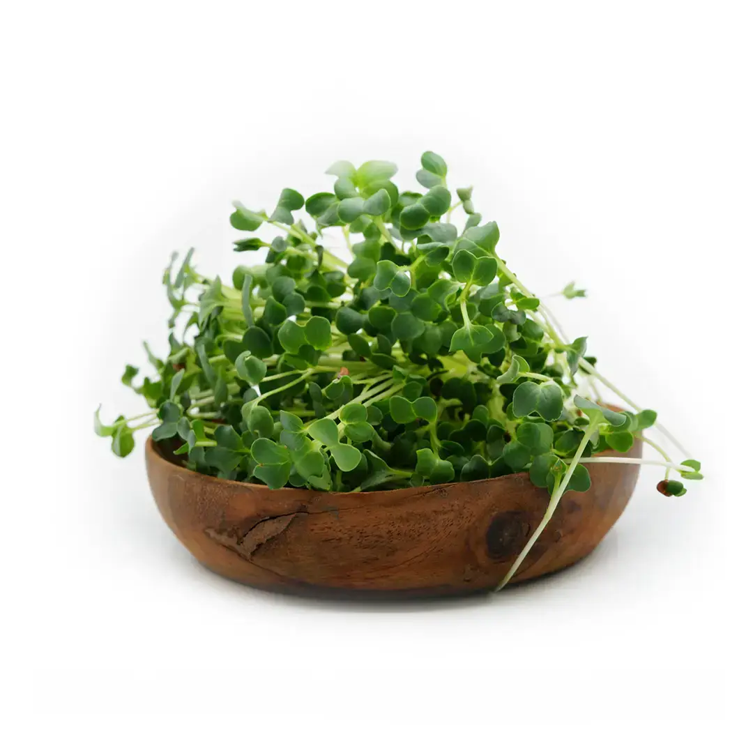 microgreens-germigreens